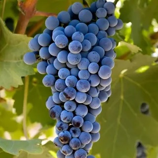 КАБЕРНЕ ФРАН image КАБЕРНЕ ФРАН Виноград: КАБЕРНЕ ФРАН